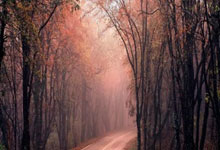 瑞典超第10轮埃尔夫斯堡vs尤尔加登，这场北欧对决谁能笑到最后？